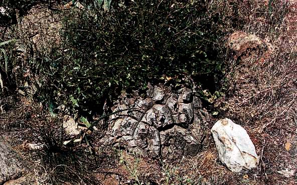Dioscorea elephantipes
