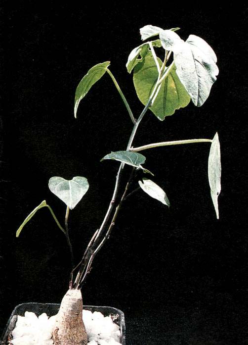 Ipomea platense