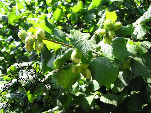 Líska – opomíjená ovocná dřevina