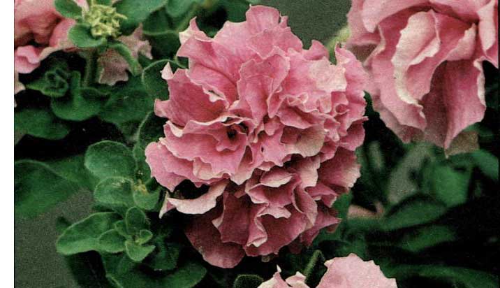 Petúnie krásna a vdečná letnička