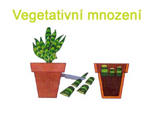 Vegetativní mnození pro úplné začátečníky