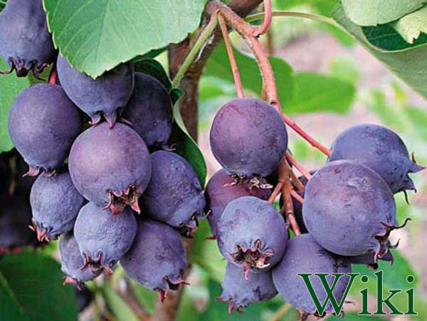 Muchovník (Amelanchier) ovocná dřevina