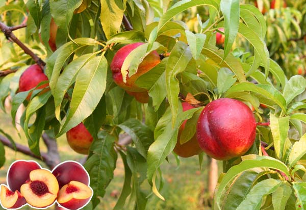 Nektarinky a jejich pěstování