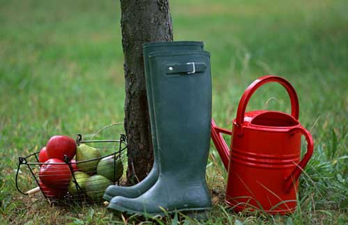 Ochrana rostlin po ukončení vegetace