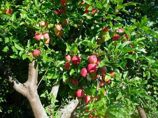 Očkování ovocných dřevin