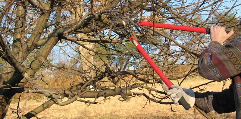 Jak odřezávat větve?