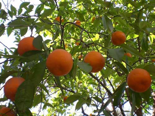 Pěstovaní ovocných stromu