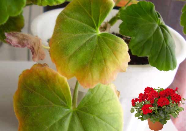 Choroby Pelargonií