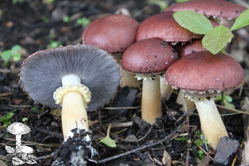 Pěstování límcovky obří