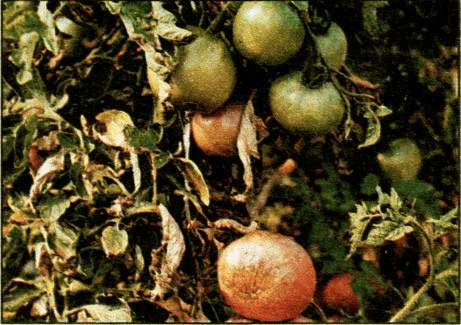 Plíseň bramborová na rajčatech