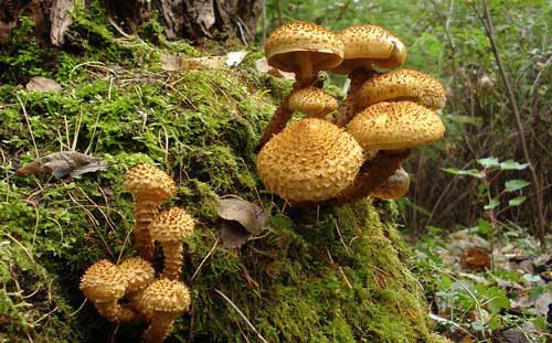 Šupinovka kostrbatá