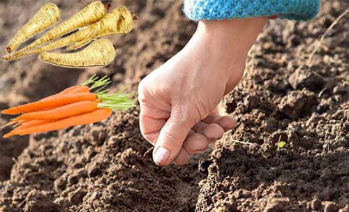 Podzimní výsevy zelenin