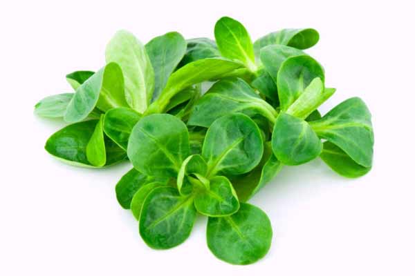 Kozlíček polníček | Valerianella locusta