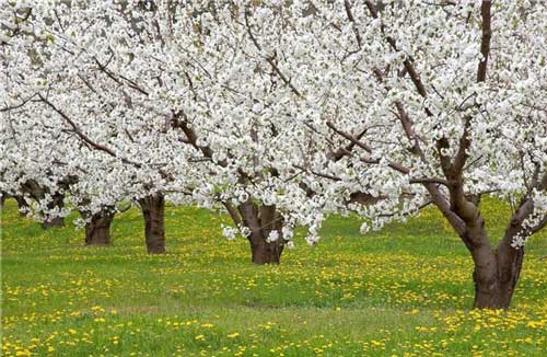Okrasné stromy do zahrady