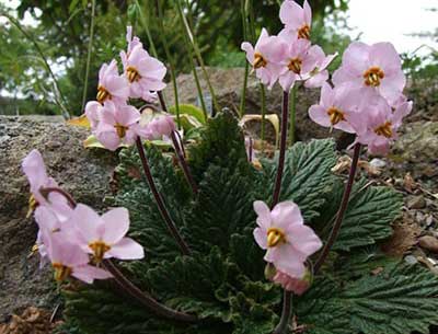Ramondie pyrenejí skalnička