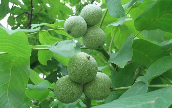 Je nutné řezat ořešáky?  | řez ořešáku vlašského