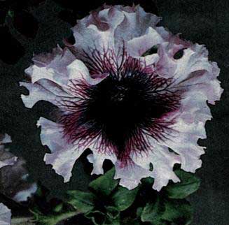 rosea