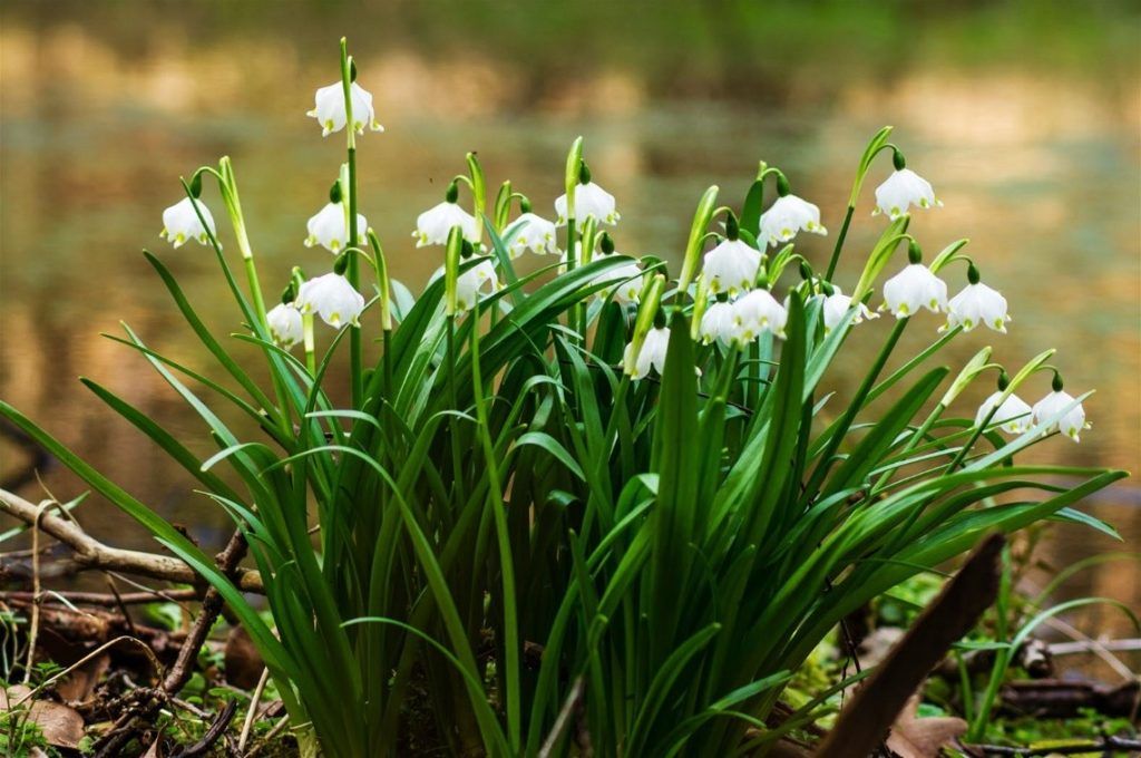 Podzimní výsadba cibulovin