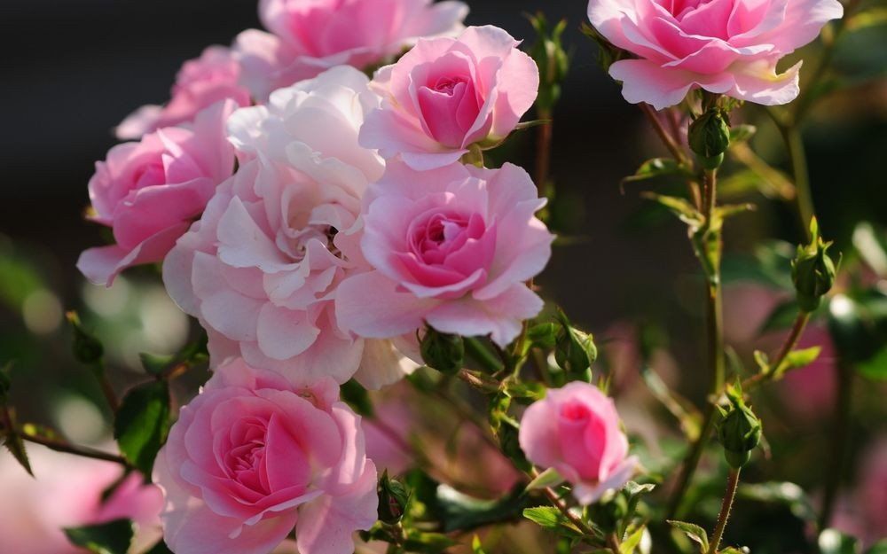 Zazimování růží