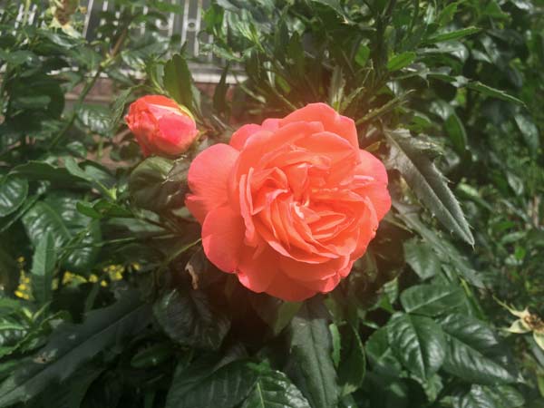 Ochrana růží proti chorobám, škůdcům