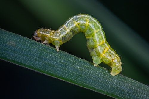 Škůdci rostlin | Atlas zahrádkáře