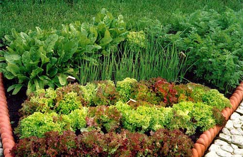 Smíšené kultury část  I.