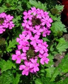 Přezimování Sporýšů