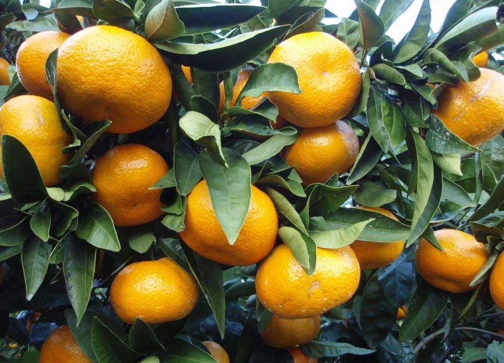 Pěstování subtropických rostlin