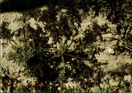 Suchá skvrnitost listů mrkve