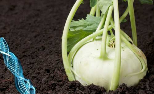 Tolerance košťálovin k nádorovitosti