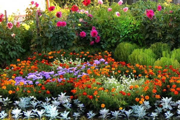 Trvalky z jarních výsevů