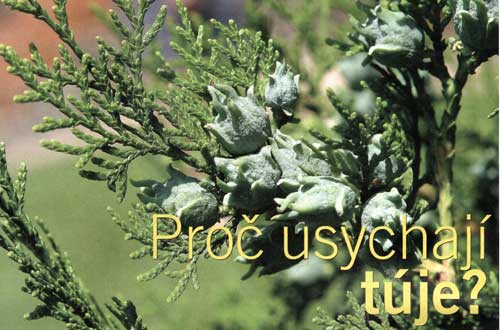 Proč usychají túje?