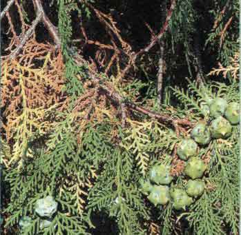 hnědnutí větviček túje