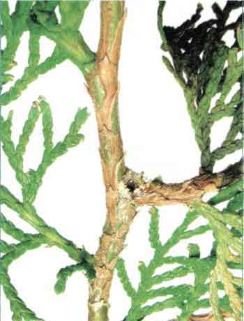 Vstupní otvor chodbičky škůdce.