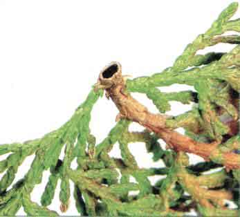 otvor chodbičky škůdce tuje