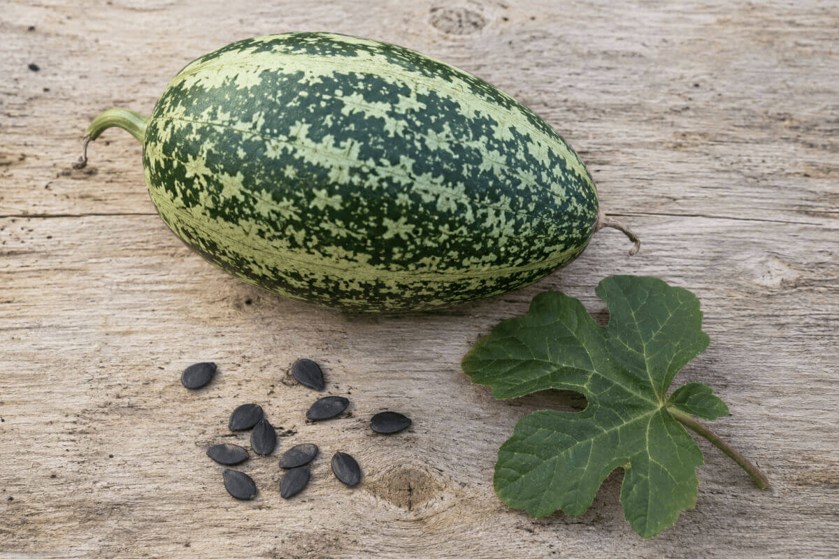 Tykev fíkolistá (Cucurbita ficifolia)