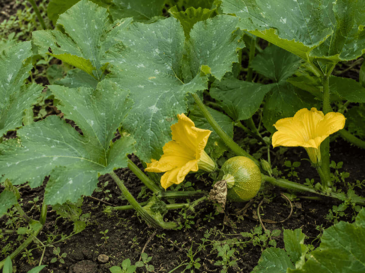 Tykev obecná (Cucurbita pepo) v záhonu