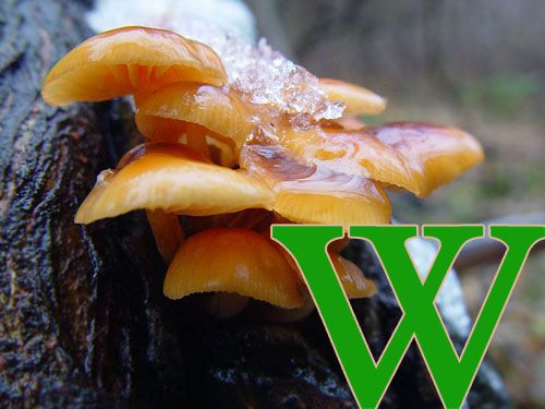 Penízovka sametonohá – vánoční houba