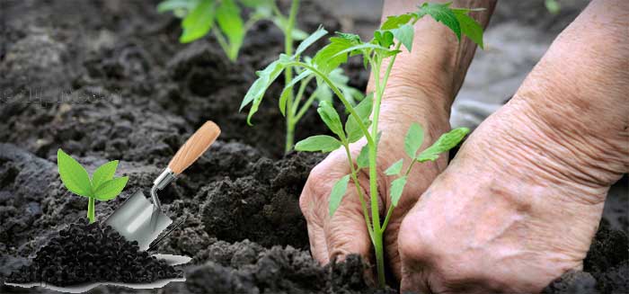 Jarní výsadba zeleniny
