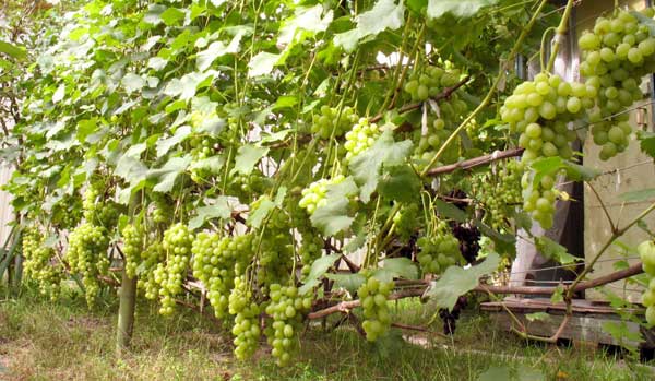 Řez a vedení révy vinné část II.