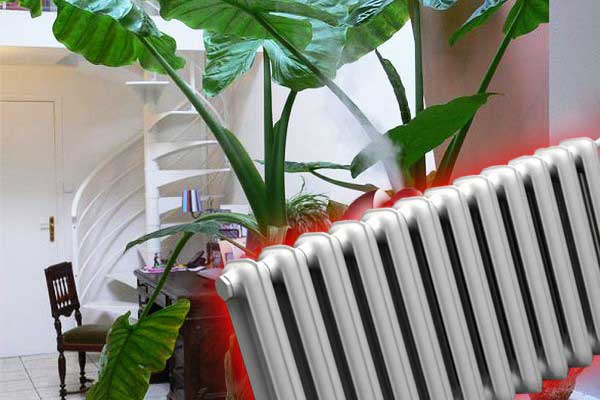 Květiny zvlhčují vzduch