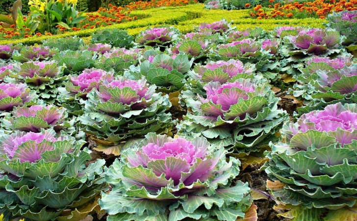 Zelenina na okrasném záhoně