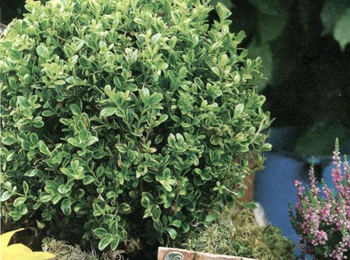 Buxus – zimostráz vždyzelený