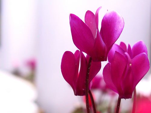 Brambořík Cyclamen persicum
