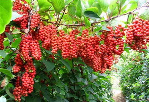 Klanopraška čínská | Schizandra chinensis