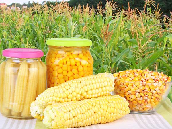 Pěstování kukuřice