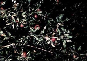 Padlí jabloňové