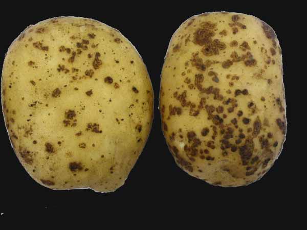 vady raných brambor - Rhizoctonia solani
