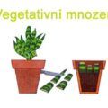 Vegetativní mnození